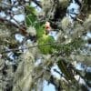 A wild Red-fronted Conure perches in a mossy tree