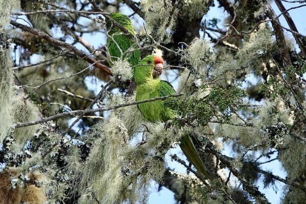 A wild Red-fronted Conure perches in a mossy tree