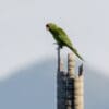 A wild Red-fronted Conure perches atop a snag