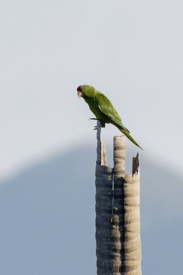 A wild Red-fronted Conure perches atop a snag