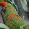 A closeup of a Red-fronted Macaw