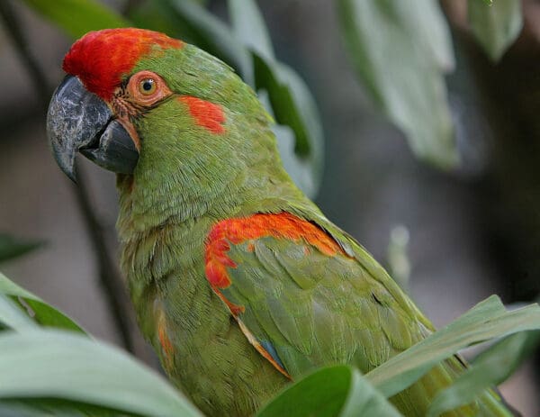 A closeup of a Red-fronted Macaw