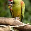 A Red-fronted Macaw perches and feeds