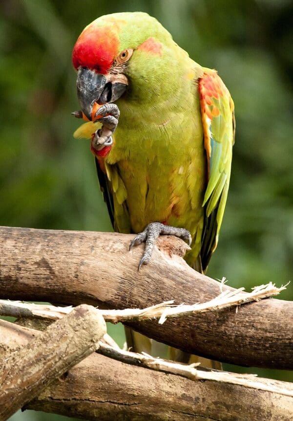 A Red-fronted Macaw perches and feeds
