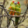 Wild Red-fronted Macaws interact