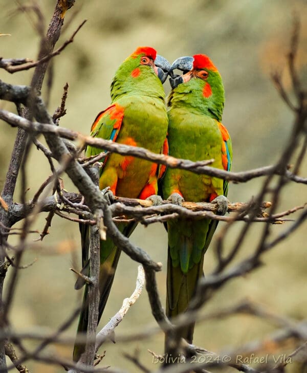 Wild Red-fronted Macaws interact
