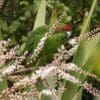 A wild Red-fronted Parakeet feeds on blossoms