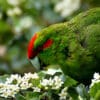 A wild Red-fronted Parakeet feeds on blossoms