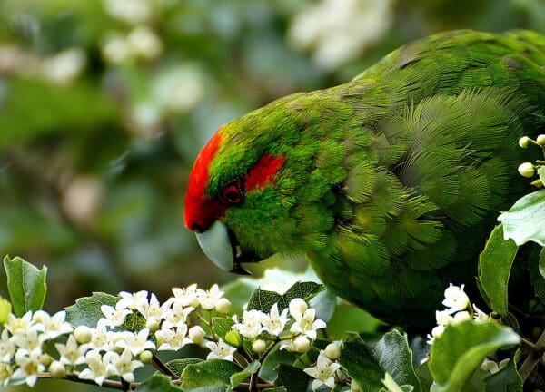 A wild Red-fronted Parakeet feeds on blossoms