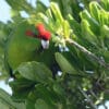 A wild Red-fronted Parakeet crouches in a bush
