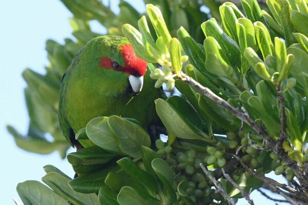 A wild Red-fronted Parakeet crouches in a bush