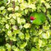 A wild Red-fronted Parakeet peers out from foliage