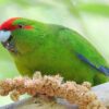 Red-fronted Parakeet feeds on millet seeds