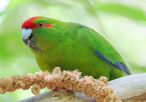 Red-fronted Parakeet feeds on millet seeds