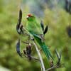 A wild Red-fronted Parakeet perches on a stem