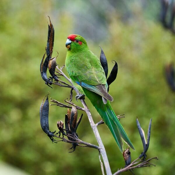 A wild Red-fronted Parakeet perches on a stem