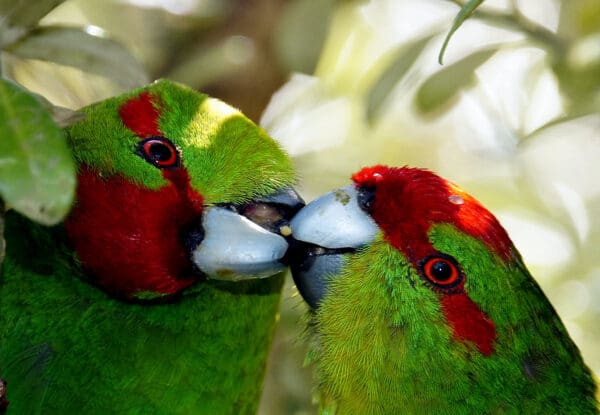 Wild Red-fronted Parakeets interact with each other