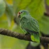 A wild Red-lored Amazon perches on a branch