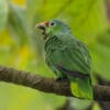 A wild Red-lored Amazon perches on a branch