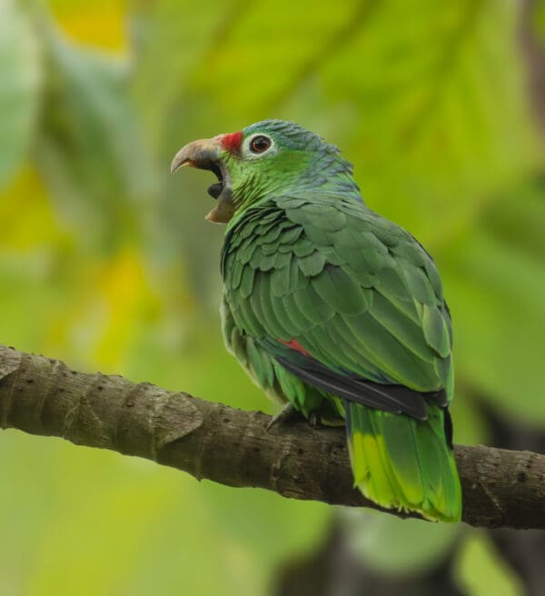 A wild Red-lored Amazon perches on a branch