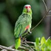 A wild Red-lored Amazon perches on a twig