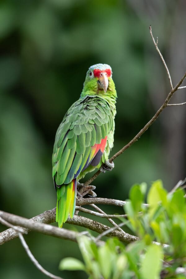 A wild Red-lored Amazon perches on a twig