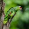 A wild Red-lored Amazon perches in a tree
