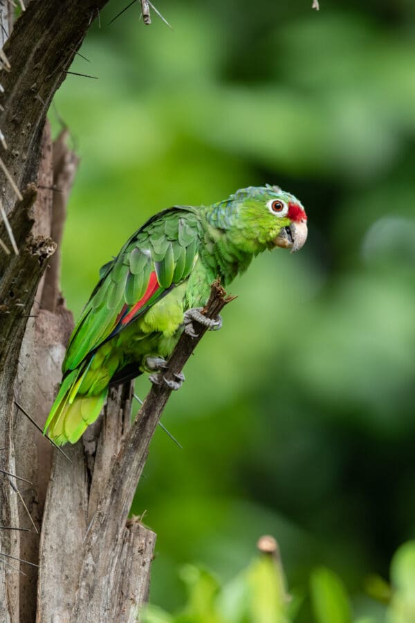 A wild Red-lored Amazon perches in a tree