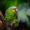 A wild Red-lored Amazon perches on a branch