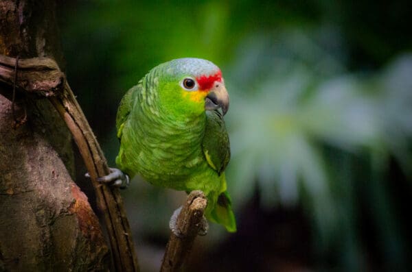 A wild Red-lored Amazon perches on a branch