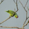 A wild Red-lored Amazon perches in a tree