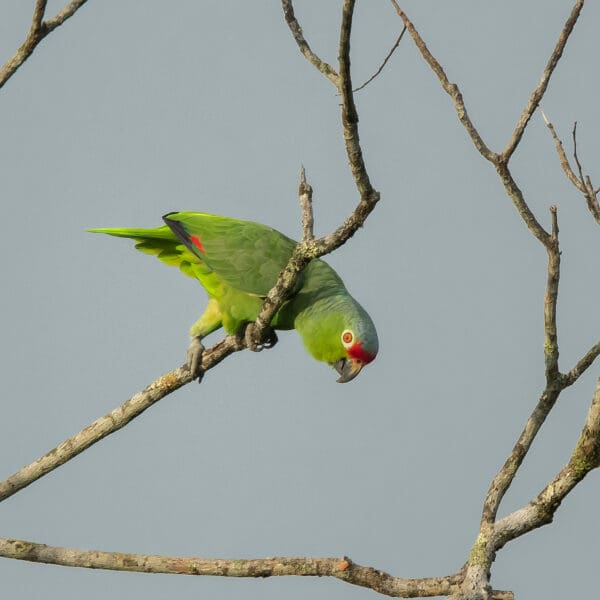 A wild Red-lored Amazon perches in a tree