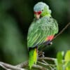 A wild Red-lored Amazon preens