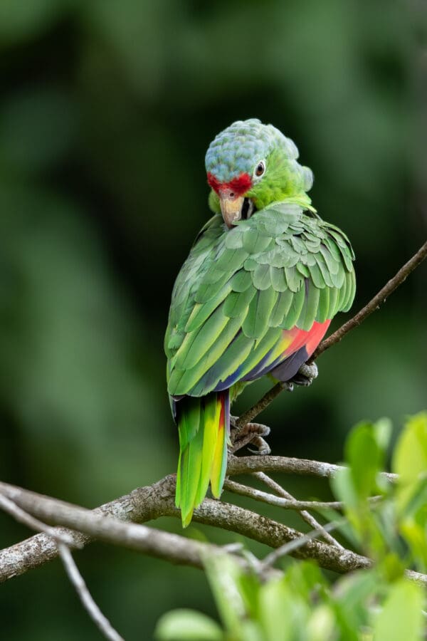 A wild Red-lored Amazon preens