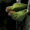 Feral Red-masked Conures perch in the entrance of a cavity