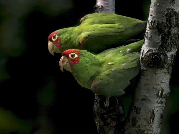 Feral Red-masked Conures perch in the entrance of a cavity