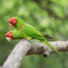 Wild Red-masked Conures perch on a limb