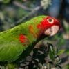 A wild Red-masked Conure closeup