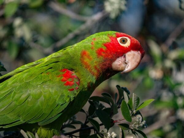 A wild Red-masked Conure closeup