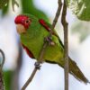 A wild Red-masked Conure clings to a branch