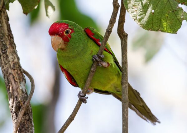 A wild Red-masked Conure clings to a branch
