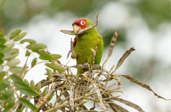 A wild Red-masked Conure feeds on a seed pod