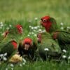 Feral Red-masked Conures feed on the ground