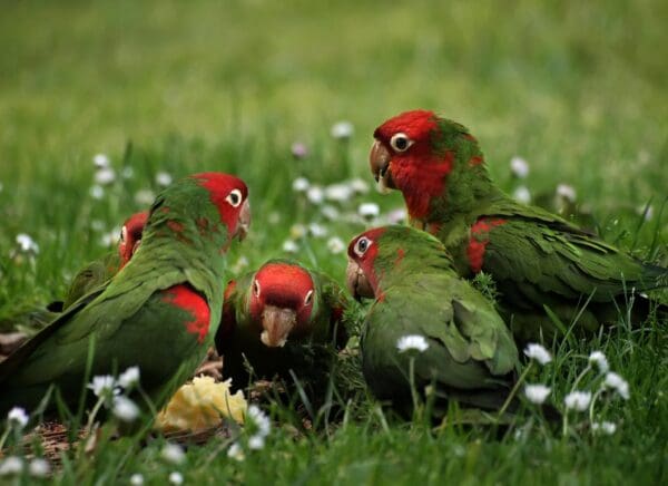 Feral Red-masked Conures feed on the ground