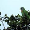 A wild Red-necked Amazon perches in a tree