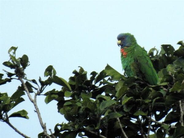 A wild Red-necked Amazon perches in a tree