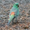 A wild Red-rumped Parrot forages on the ground