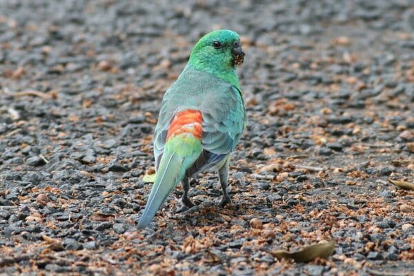A wild Red-rumped Parrot forages on the ground
