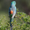 A wild male Red-rumped Parrot perches atop a bush