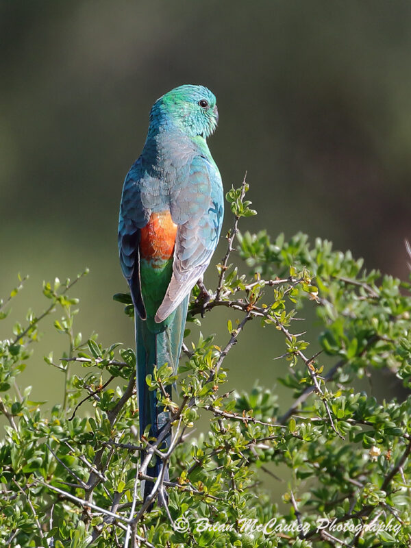 A wild male Red-rumped Parrot perches atop a bush